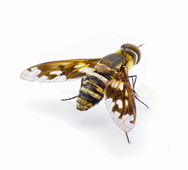 Lesser Bee Fly Exoprosopa Fascipennis Floryda Wersja Popularnych Gatunków Muchówek — Zdjęcie stockowe