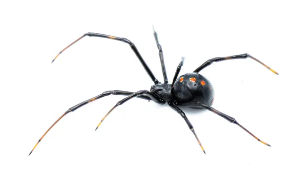 Latrodectus Mactans 南部の黒い未亡人または靴のボタンクモは ラトロデクタス属の毒のあるクモの種です フロリダ出身 白地ビューに隔離された若い女性 — ストック写真