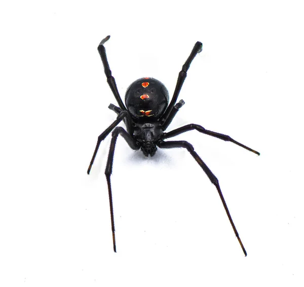 Latrodectus Mactans Een Spinnensoort Taxonomische Indeling Van Gladde Spinnen Latrodectus — Stockfoto