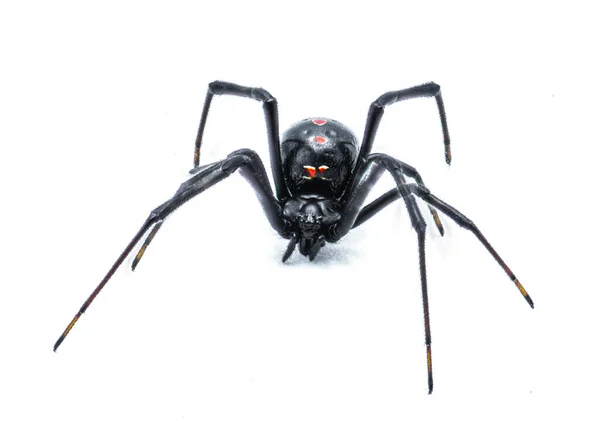 知更鸟 Latrodectus Mactans 南方的黑寡妇或鞋扣蜘蛛 知更鸟属的一种毒蜘蛛 佛罗里达州本地人 在白色背景下被隔离的年轻女性 — 图库照片