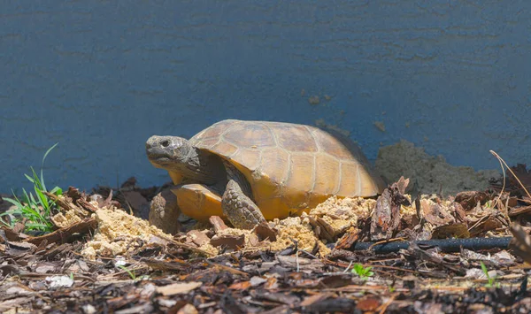 佛罗里达州野生成年雌性土拨鼠龟 Gopherus Polyphemus 在人类家园或房子边缘的景观中产卵 — 图库照片