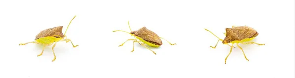 Euschistus Obscurus Uma Espécie Insecto Família Pentatomidae Cores Verde Limão — Fotografia de Stock
