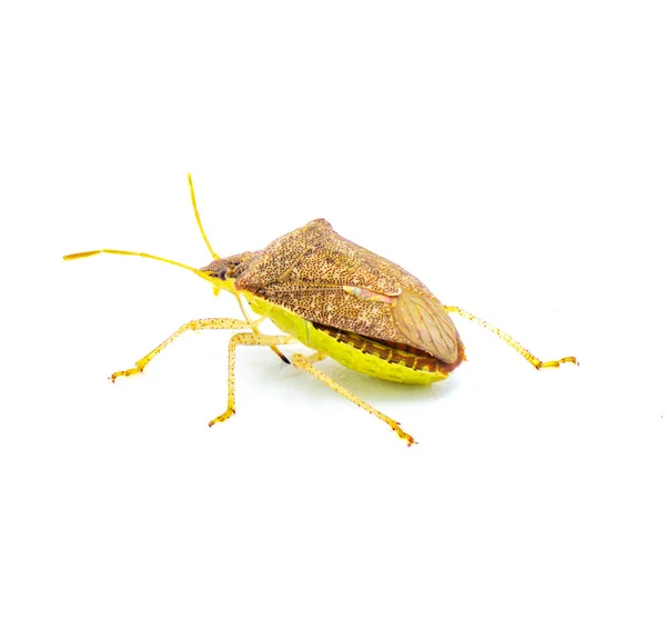 Young Euschistus Obscurus 벌레는 Pentatomidae 속하는 종이다 갈색의 위에서 격리되어 — 스톡 사진