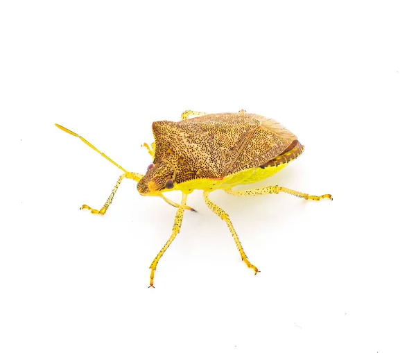 Young Euschistus Obscurus 벌레는 Pentatomidae 속하는 종이다 갈색의 프로필에 — 스톡 사진
