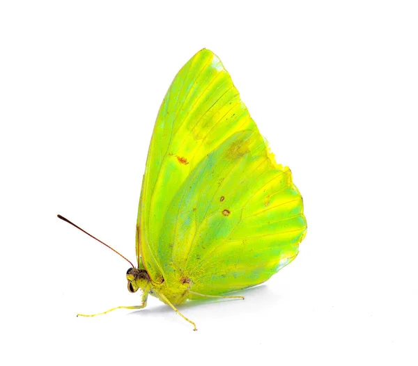 Phoebis Sennae Bezchmurna Siarka Jest Średniej Wielkości Motyl Rodziny Pieridae — Zdjęcie stockowe