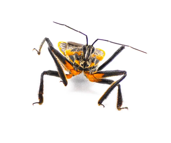 러스크라 Apiomerus Crassipes 근처에서 기다리거나 기다리는 개미를 곤충이다 앞면에 고립되어 — 스톡 사진