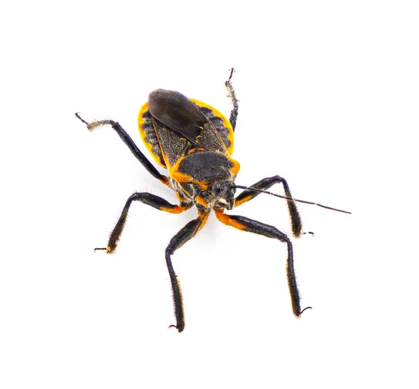 러스크라 Apiomerus Crassipes 근처에서 기다리거나 기다리는 개미를 곤충이다 고립되어 — 스톡 사진