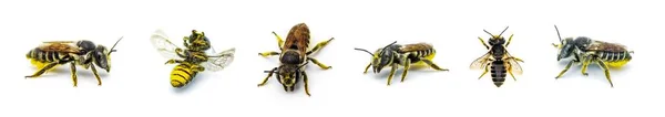 Cortador Folhas Cauda Plana Abelha Megachile Mendica Também Chamado Cortador — Fotografia de Stock