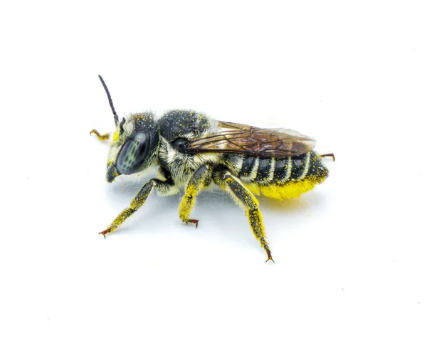 Coupe Feuilles Queue Plate Abeille Megachile Mendica Aussi Appelée Coupe — Photo