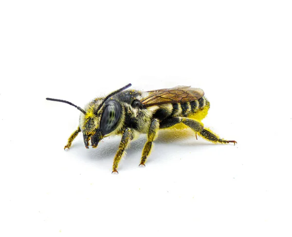 Lapos Farkú Levélvágó Méhecske Megachile Mendica Más Néven Szórólapvágó Kőműves — Stock Fotó