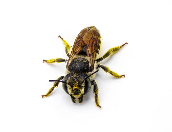 Cortador Hojas Cola Plana Abeja Megachile Mendica También Llamado Cortador — Foto de Stock