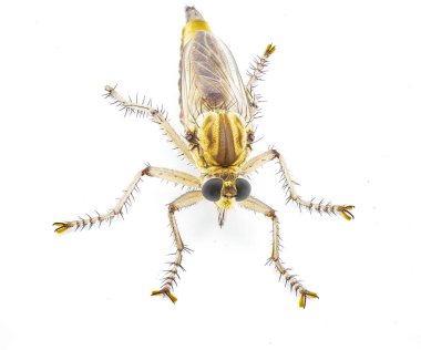 large robber fly or robberfly fresh from pupa eclosion teneral stage of metamorphosis, still with pale colors.  likely Proctacanthus species.  isolated on white background top front view clipart