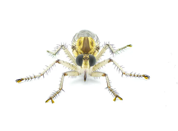 Μεγάλη Μύγα Ληστή Robberfly Φρέσκο Από Pupuna Εκκόλαψης Δεκαδικό Στάδιο — Φωτογραφία Αρχείου