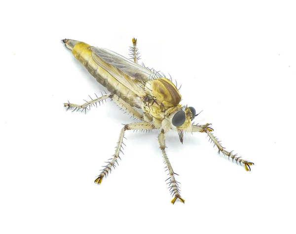 大型强盗苍蝇或刚从蛹中跳出来的强盗苍蝇蜕变阶段 仍有苍白的色彩 可能是菊科的物种 隔离在白色背景的顶部侧面前视图 — 图库照片