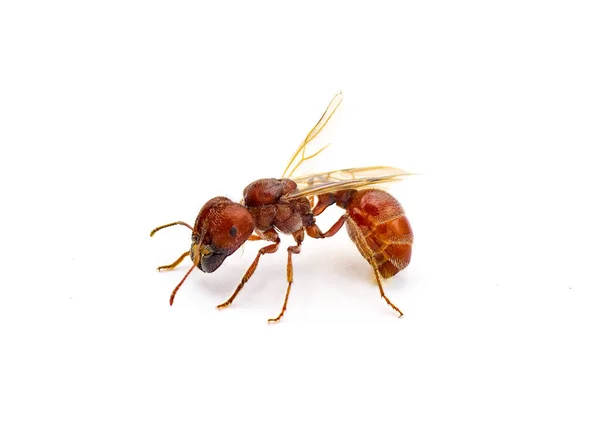Hormiga Voladora Aislada Sobre Fondo Blanco Pogonomyrmex Badius Hormiga Cosechadora —  Fotos de Stock