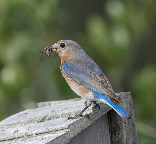 Weiblicher Erwachsener Blauer Vogel Sialia Sialis Hockt Auf Einem Holzzaun — Stockfoto