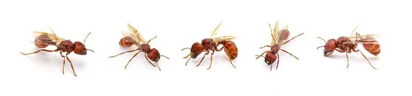 Latająca Mrówka Odizolowana Białym Tle Pogonomyrmex Badius Mrówka Florydy Pięć — Zdjęcie stockowe