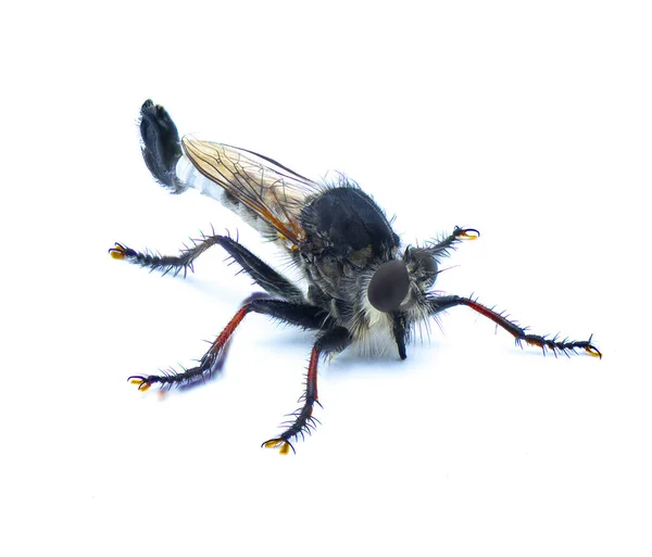 雄成虫のネラックスフェモラータまたはエフェリアフェモラタス 英語版 主に灰色 黒色で 赤色のティビアとタルサが白い背景側の景色に隔離された一種の強盗飛行である — ストック写真