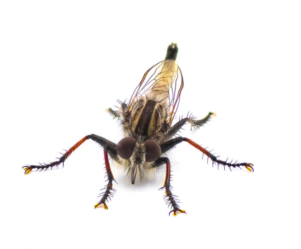 雄性成虫 又称雌虫 是一种主要为灰色 银色和黑色的强盗苍蝇 具有红色的胫骨和斑纹 独立于白色背景的前视镜 — 图库照片
