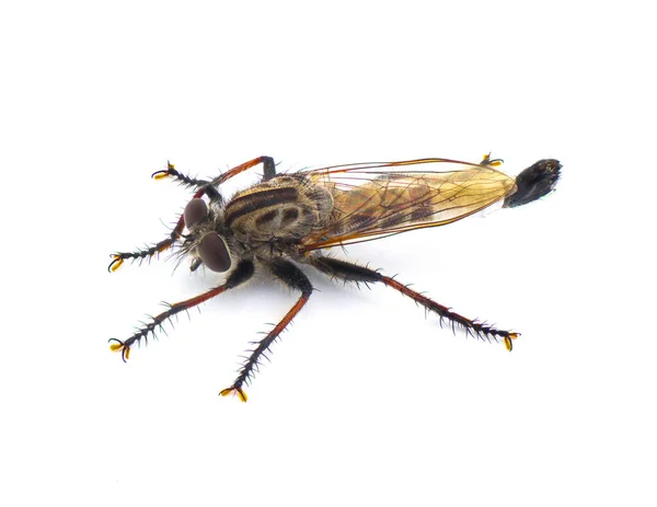 雄性成虫 又称雌虫 是一种以灰色 银色和黑色为主的强盗苍蝇 有红色的胫骨和斑纹 背景为白色 有四种观点 — 图库照片