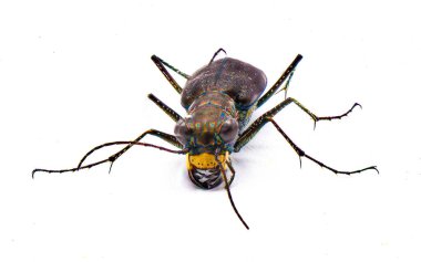 Cicindelidia punctulata - Punctured Tiger Beetle - a common beetle with iridescent colors found in Sandy areas primarily.  Isolated on white background front face view showing jaws or mandibles clipart