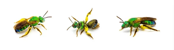 Agapostemon Splendens Καφέ Φτερωτό Ριγέ Μεταλλικό Πράσινο Μέλισσα Ιδρώτα Είδη — Φωτογραφία Αρχείου