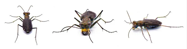 刺五加甲虫 Cicindelidia Punctulata 刺五加虎甲虫 一种常见的甲虫 主要产于沙地地区 在白色背景下孤立了三种观点 — 图库照片