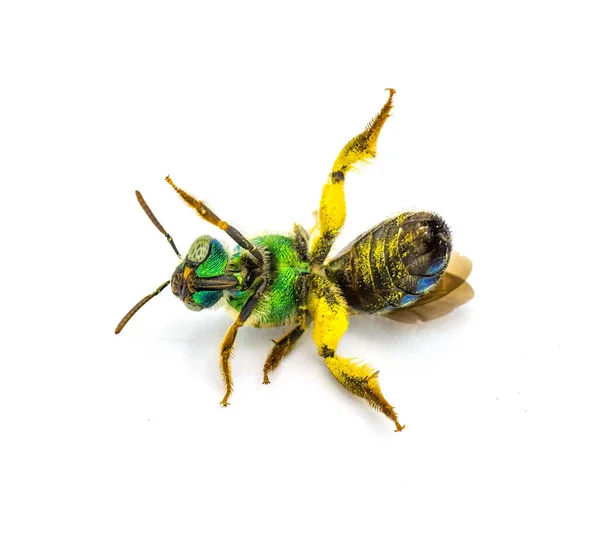 Agapostemon Splendens Brown Winged Striped Metallic Green Sweat Bee Species — Stock Photo, Image