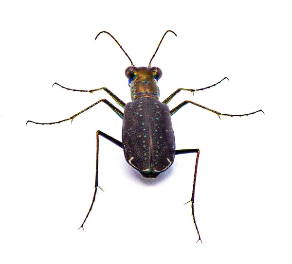 刺五加甲虫 Cicindelidia Punctulata 刺五加虎甲虫 一种常见的甲虫 主要产于沙地地区 被从后面的白色背景图隔开 — 图库照片