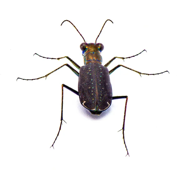 Cicindelidia Punctulata Tigerbockkäfer Ein Gemeiner Käfer Mit Irisierenden Farben Der — Stockfoto