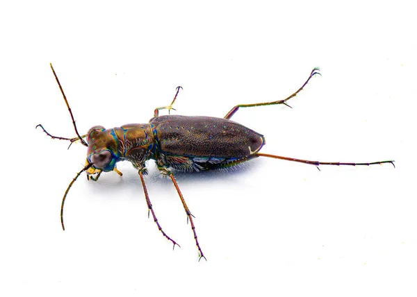 Cicindelidia Punctulata Punctured Tiger Beetle Vanlig Skalbagge Med Skimrande Färger — Stockfoto