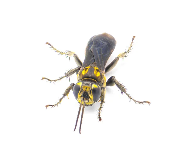 Larra Bicolor Ist Eine Parasitoide Wespe Die Südamerika Beheimatet Ist — Stockfoto