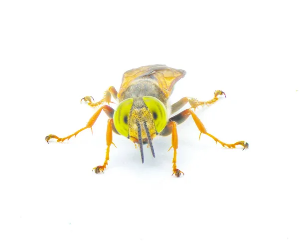 Taşikardi Aurulentus Yeşil Göz Kumu Seven Eşekarısı Taşikardi Crabronidae Familyasından — Stok fotoğraf