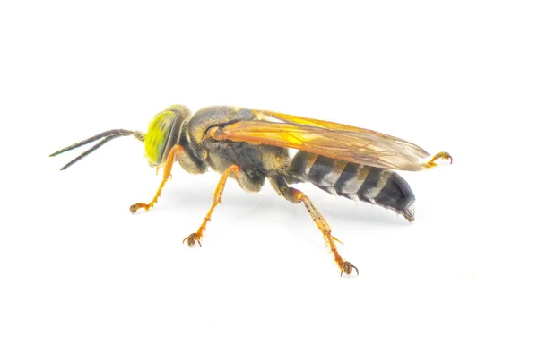 Tachytes Aurulentus Green Eye Sand Loving Wasp Tachytes Genus Predatory — Stock Photo, Image