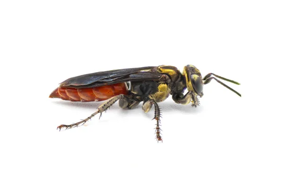 Larra Bicolor 남아메리카에서 자생하는 말벌이다 그것은 배경에서 침습적 두더지 귀뚜라미의 — 스톡 사진