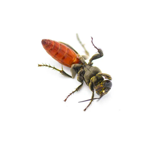 拉拉双色是一种原产于南美洲的寄生蜂 它被引入佛罗里达州 作为对从白色背景分离出来的入侵蟋蟀的生物害虫控制 底部腹侧视点 — 图库照片