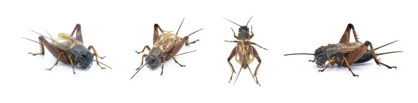 Jangkrik Lapangan Umum Jantan Spesies Gryllus Serangga Hitam Dan Coklat — Stok Foto