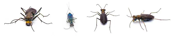 Cicindelidia Punctulata Tertusuk Tiger Beetle Kumbang Umum Dengan Warna Warna — Stok Foto