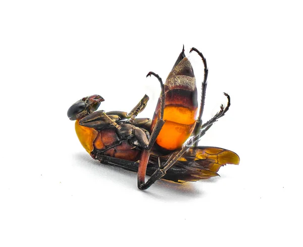 山毛虫是山毛虫科中的一种蜘蛛蜂 被发现背部有刺死了 被白色背景隔离 亮橙色的红色和黑色 北佛罗里达 — 图库照片