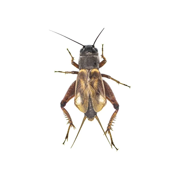 Mannelijke Veldkrekel Gryllus Soorten Donker Robuust Zwart Bruin Insect Bekend — Stockfoto
