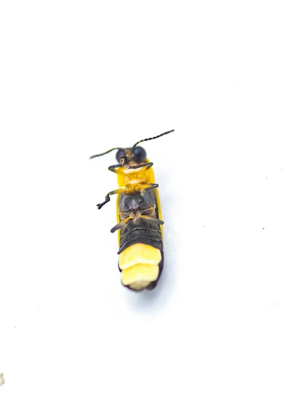 萤火虫 Photinus Collustrans 萤火虫或萤火虫 闪电虫 萤火虫 由于栖息地的发展和建设丧失而变得越来越罕见的昆虫 被白色背景隔离 底部腹侧视点 — 图库照片