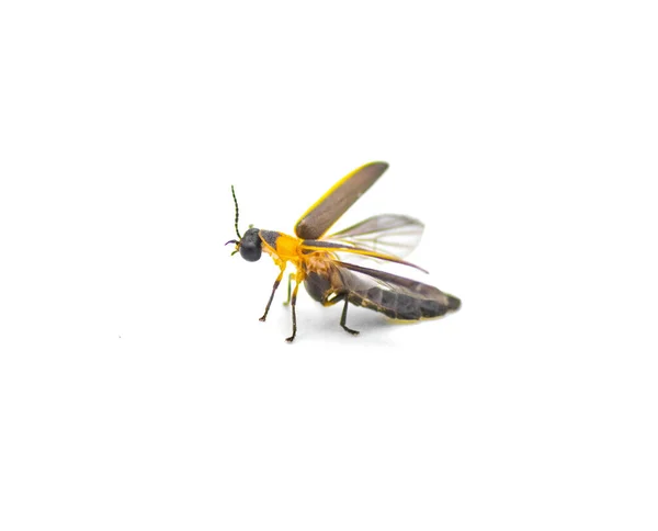 Photinus Collustrans Μια Πυγολαμπίδα Φωτιά Μύγα Bug Αστραπή Πυγολαμπίδα Ένα — Φωτογραφία Αρχείου