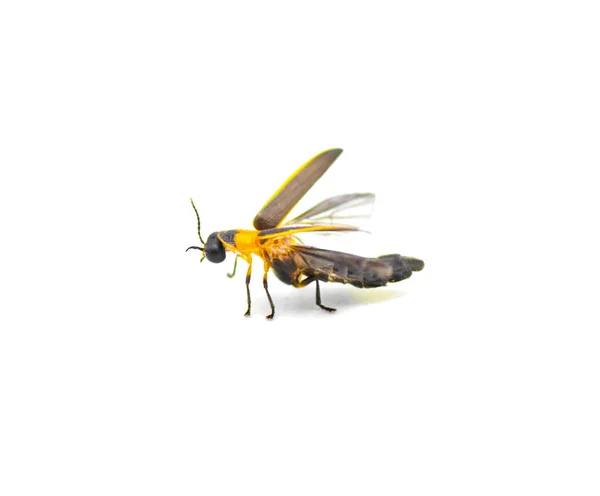 萤火虫 Photinus Collustrans 萤火虫或萤火虫 闪电虫 萤火虫 由于栖息地的发展和建设丧失而变得越来越罕见的昆虫 被白色背景隔离 在飞行侧视图 — 图库照片