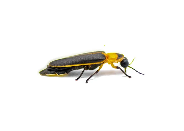 Photinus Collustrans Μια Πυγολαμπίδα Φωτιά Μύγα Bug Αστραπή Πυγολαμπίδα Ένα — Φωτογραφία Αρχείου