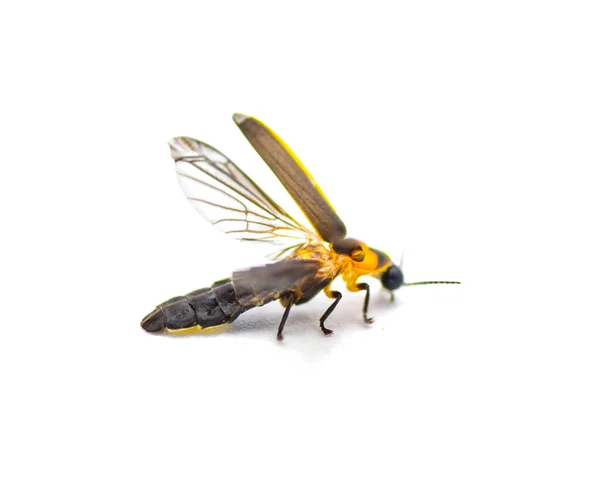 萤火虫 Photinus Collustrans 萤火虫或萤火虫 闪电虫 萤火虫 由于栖息地的发展和建设丧失而变得越来越罕见的昆虫 被白色背景隔离 飞行准备 — 图库照片