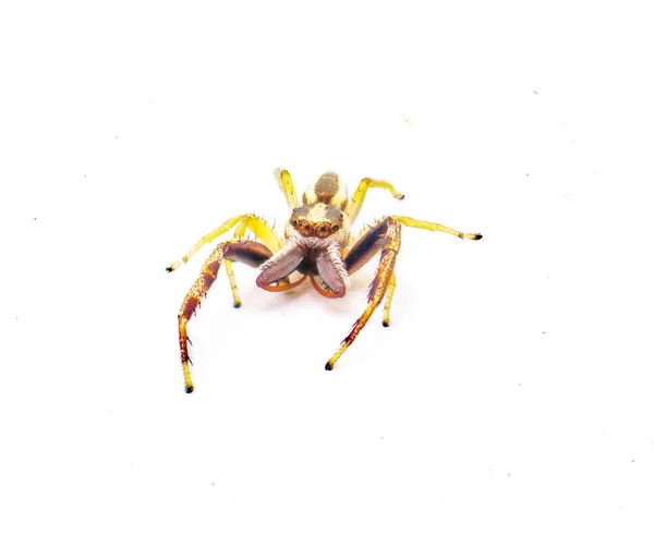 根茨跳跃蜘蛛 Hentz Jumping Spider Hentzia Grenada 是一种条纹跳跃蜘蛛 牠们在美国的佛罗里达州和南乔治亚岛被发现 在白色背景前角视图上孤立 — 图库照片