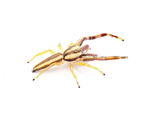Hentzia Grenada Вид Смугастого Павука Стрибає Поширений Флориді Південній Джорджії — стокове фото