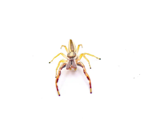Hentz Skákající Pavouk Hentzia Grenada Druh Pruhovaného Skákajícího Pavouka Nachází — Stock fotografie