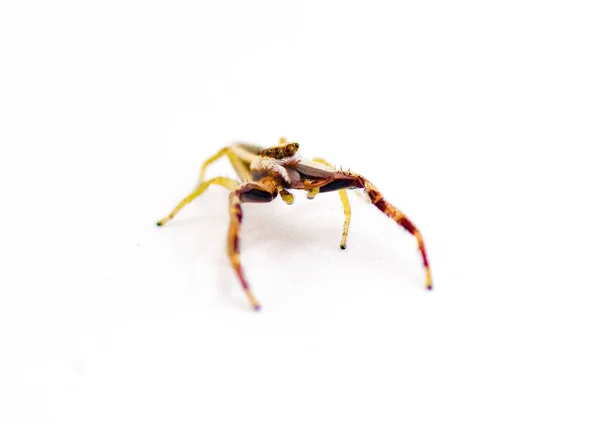 根茨跳跃蜘蛛 Hentz Jumping Spider Hentzia Grenada 是一种条纹跳跃蜘蛛 牠们在美国的佛罗里达州和南乔治亚岛被发现 独立在白色背景的顶部前视图 — 图库照片