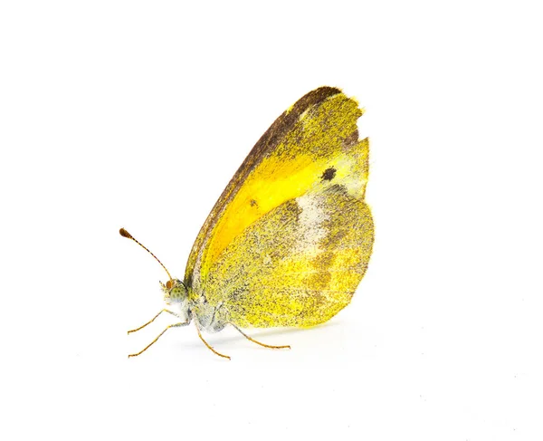 Nathalis Iole Delicado Azufre Amarillo Enano Una Mariposa Estadounidense Más — Foto de Stock
